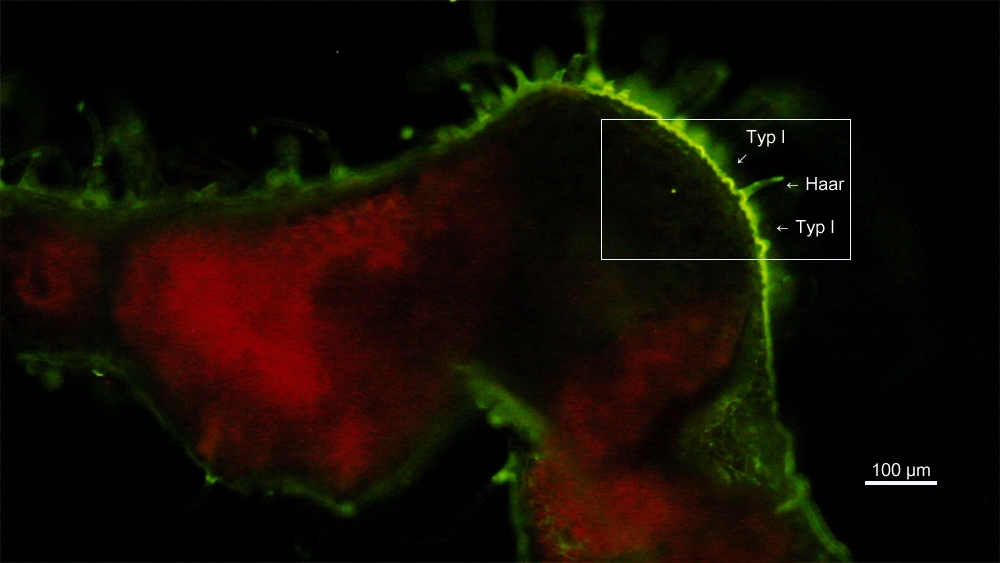 Staining of suberin in leaves of Salvia officinalis